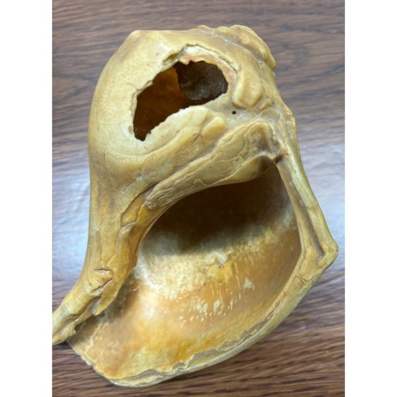 Vintage Whelk Conch Shell North Carolina Atlantic Ocean Nautical Beach Decor - Picture 6 of 7